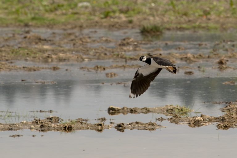 PiK auf wechselnden Flächen für den Hochwasserschutz Niederalteich