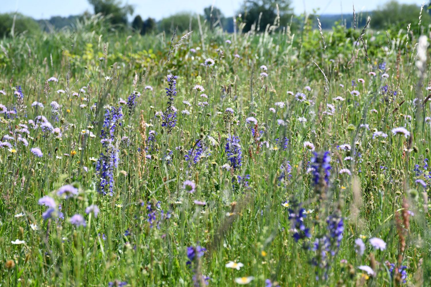 Header-Karussell-Hintergrundbild