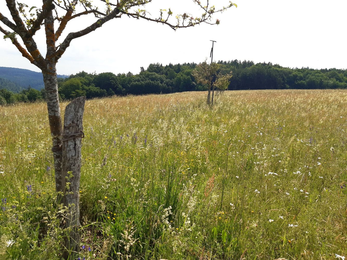 Header-Hintergrundbild