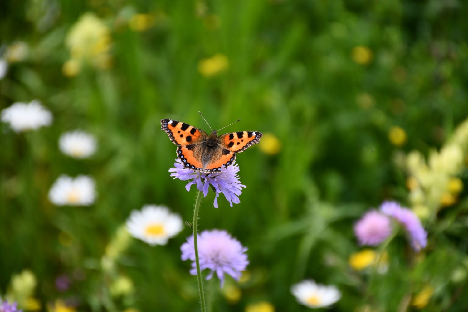 Header-Karussell-Hintergrundbild