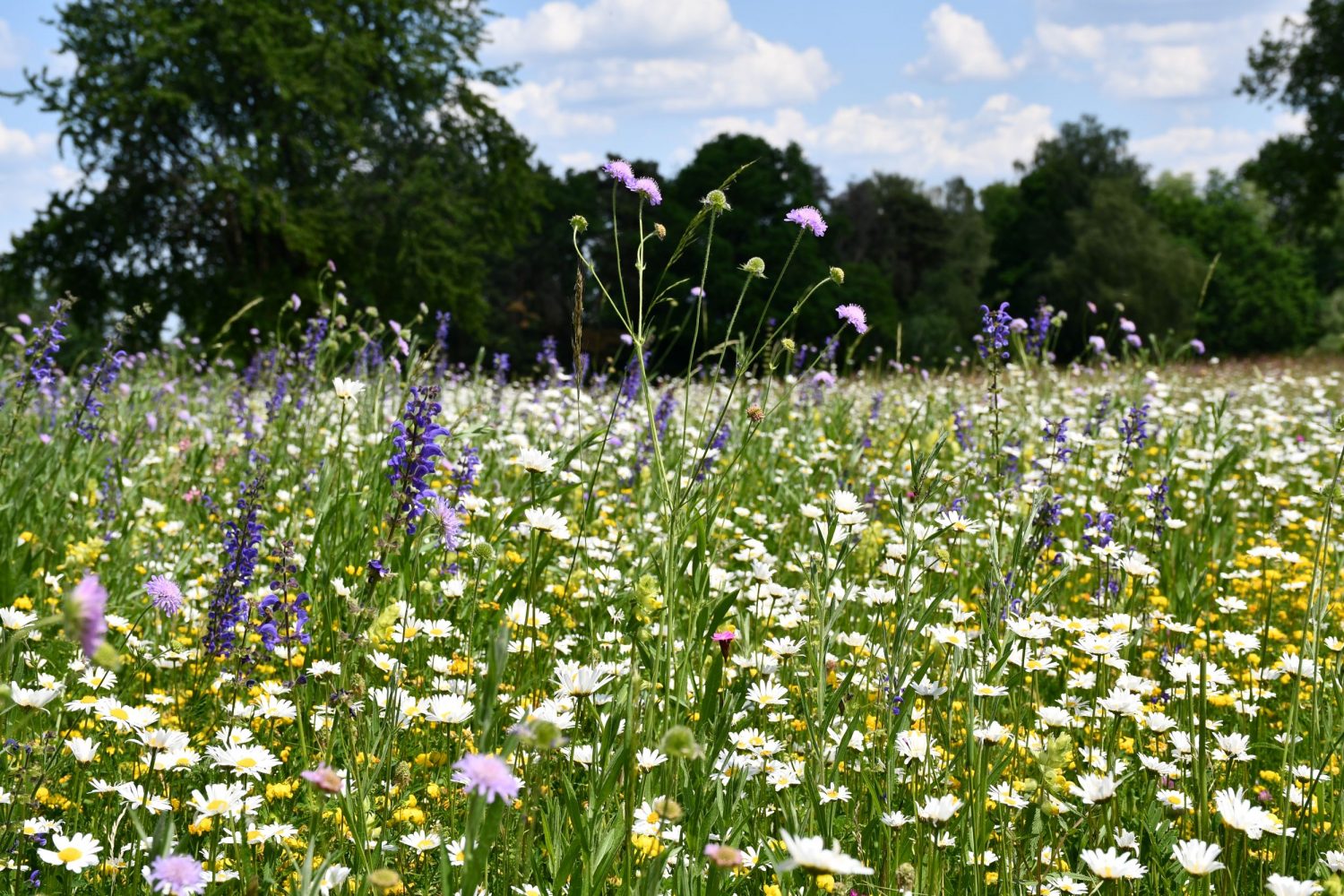 Header-Karussell-Hintergrundbild