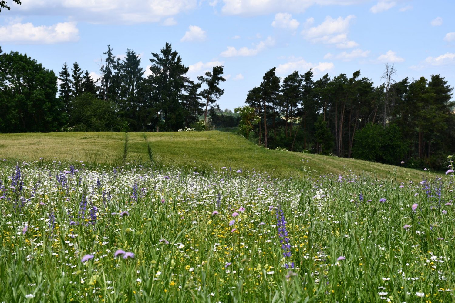 Header-Karussell-Hintergrundbild
