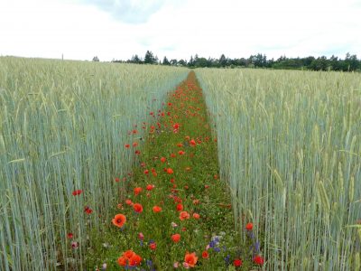 Ackerwildkraut-Wettbewerb 2024 in Oberbayern