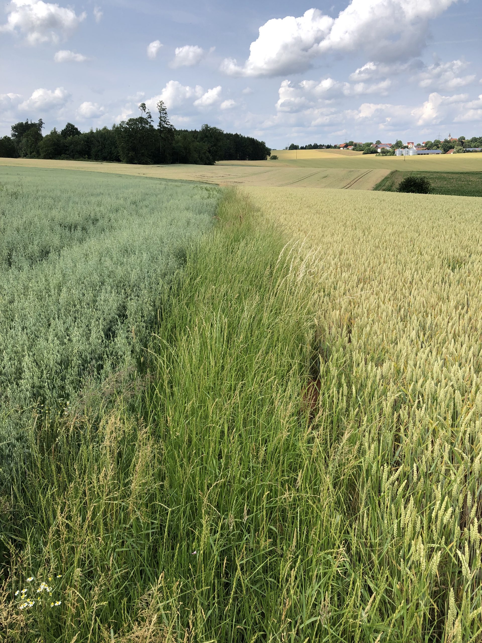 Feldraine gemeinsam erhalten, fördern und etablieren
