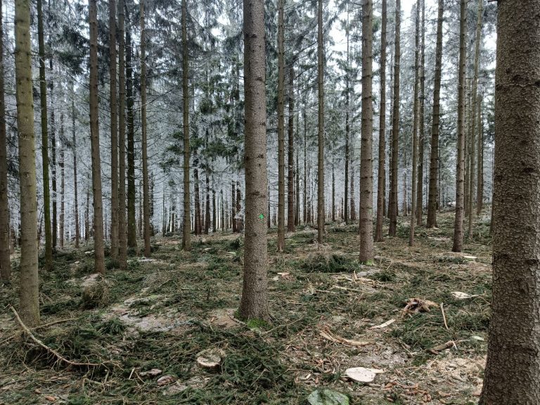 Ökokonto Raumetengrün – naturnaher Waldumbau eines Fichtenreinbestandes