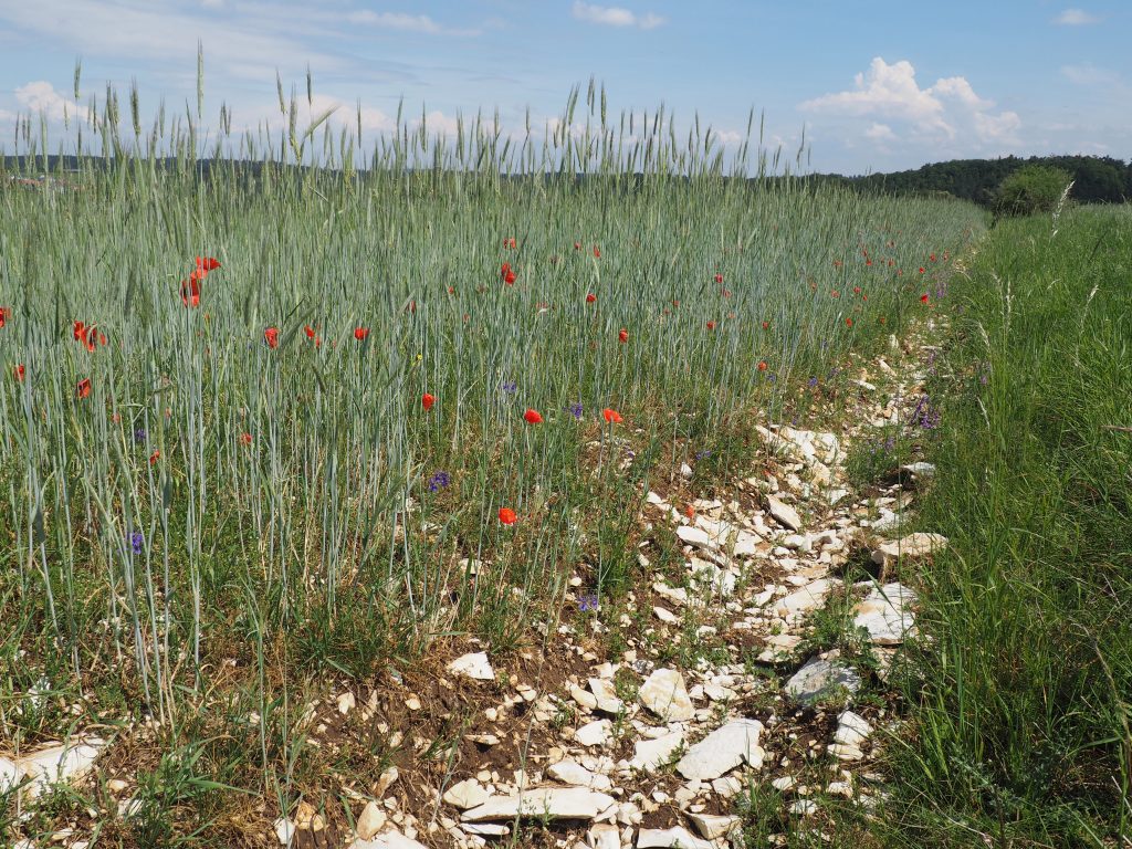 Artikel über die Segetalvegetation am Pfleimberg erschienen