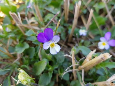 Ackerwildkraut des Monats – September 2024