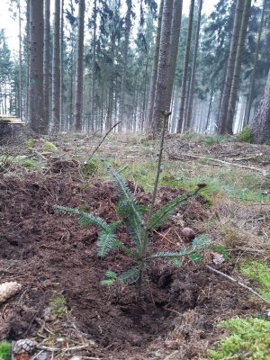 Pflanzung für den Waldumbau in Raumetengrün gestartet