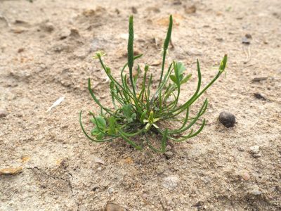 Ackerwildkraut des Monats – November 2024