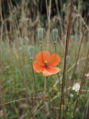 Ackerwildkraut des Monats – Dezember 2024