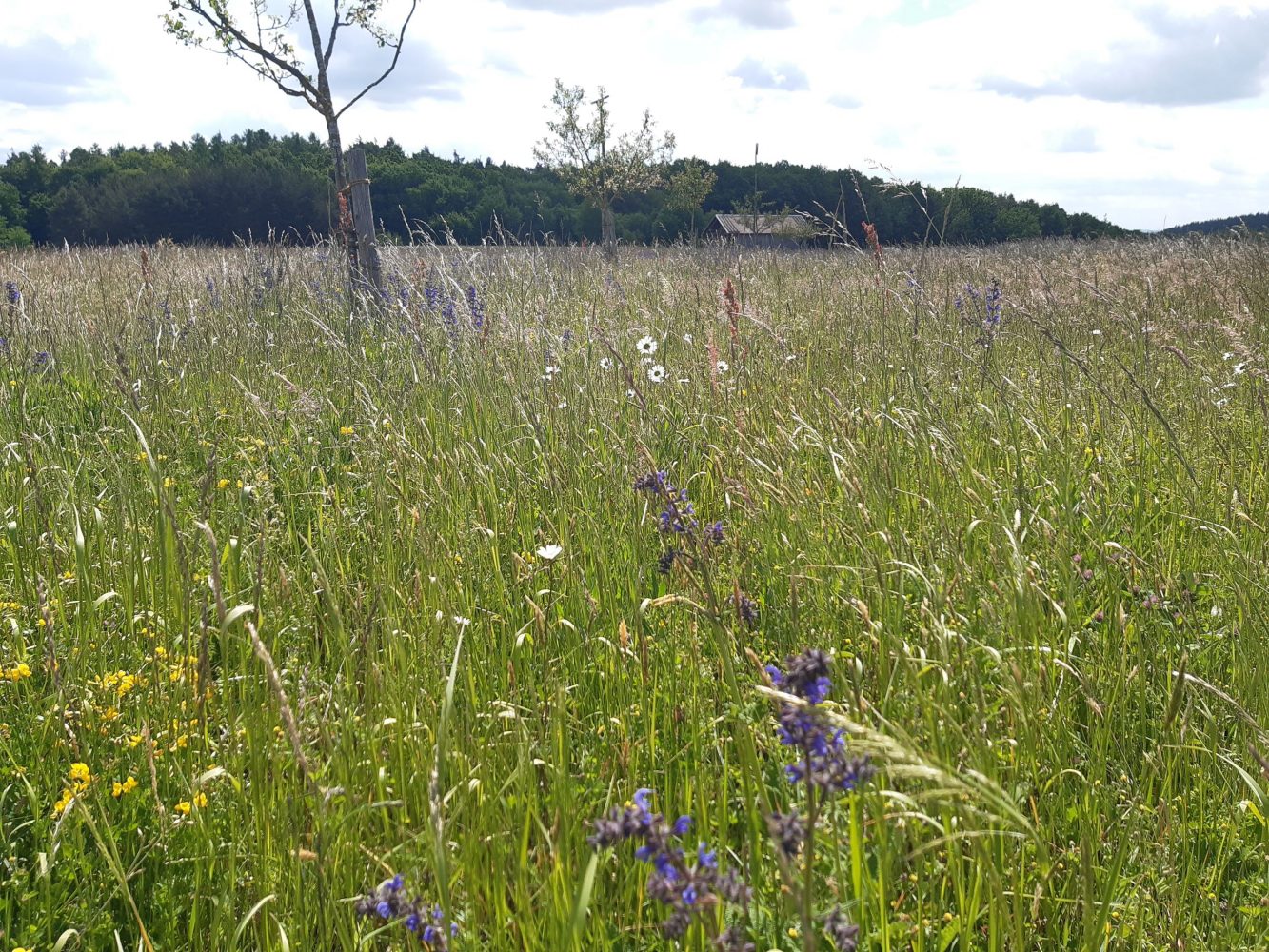 Header-Hintergrundbild