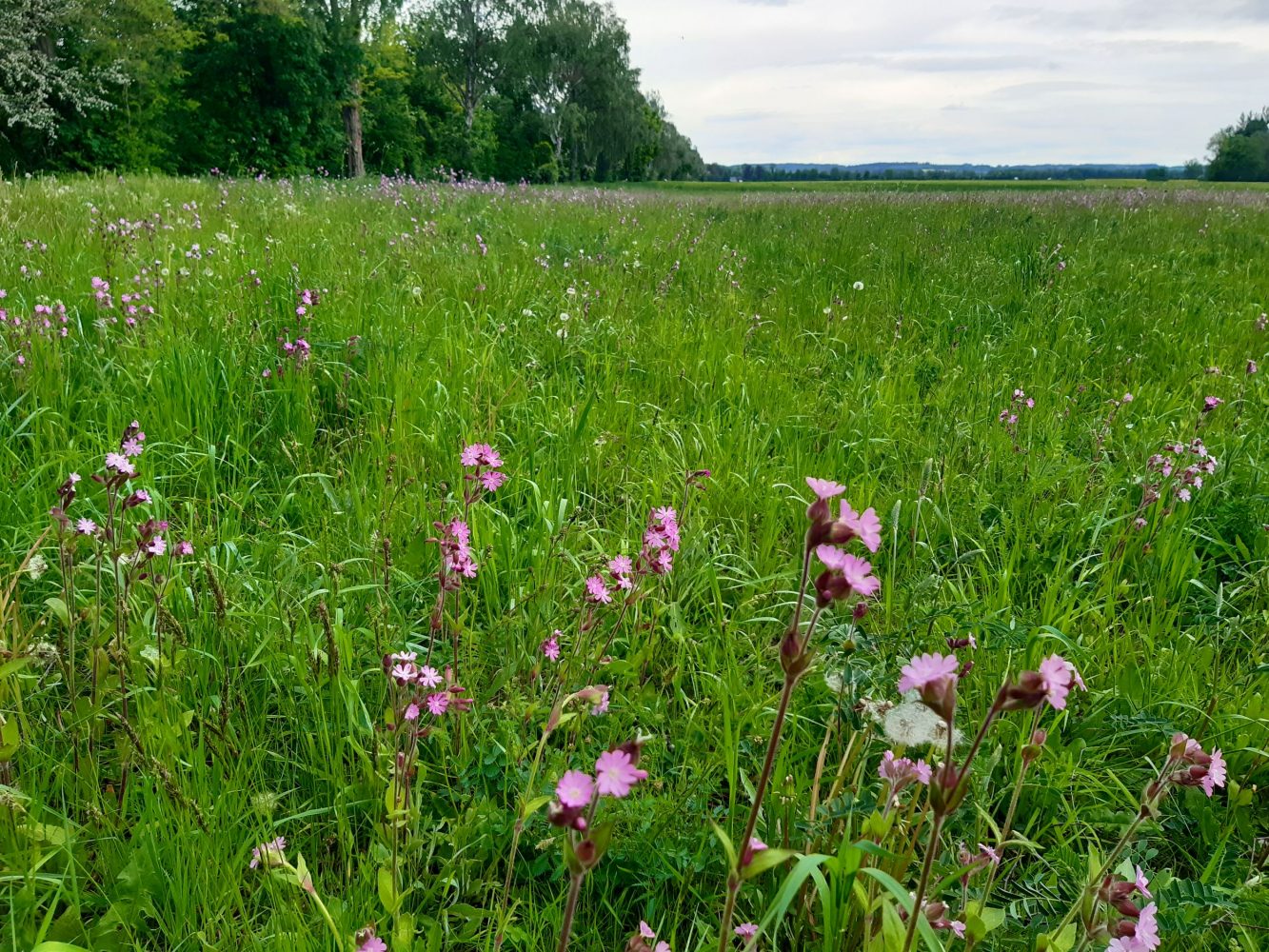 Header-Hintergrundbild