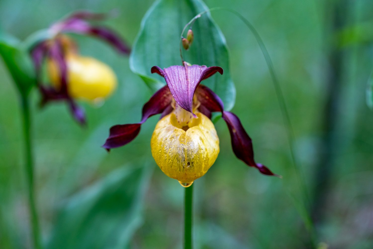 Header-Karussell-Hintergrundbild