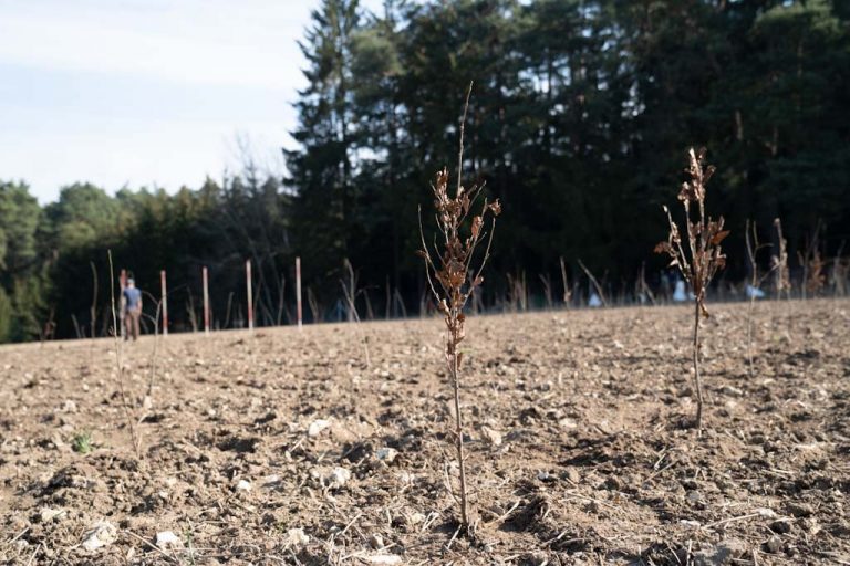 Ökokonto Bachl – Waldersatz & Ökokonto