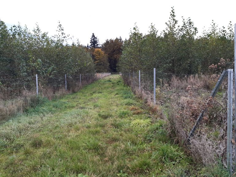 Ökokonto Amselfing – Ein neuer Wald entsteht
