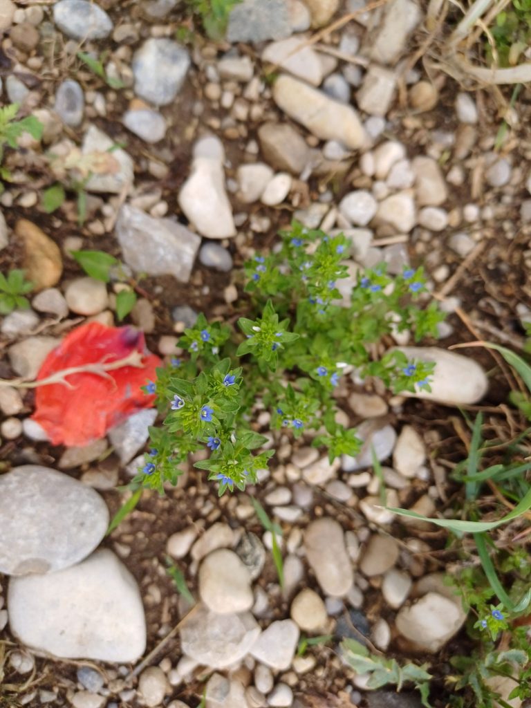 Bayerische KulturLandStiftung