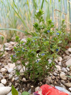 Ackerwildkraut des Monats – November 2025