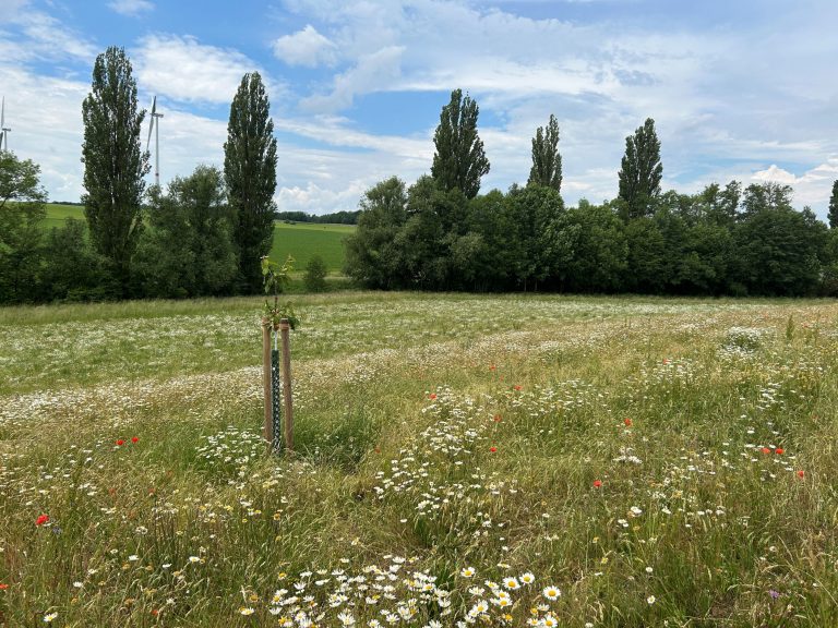 Ökokonto Schraudenbach