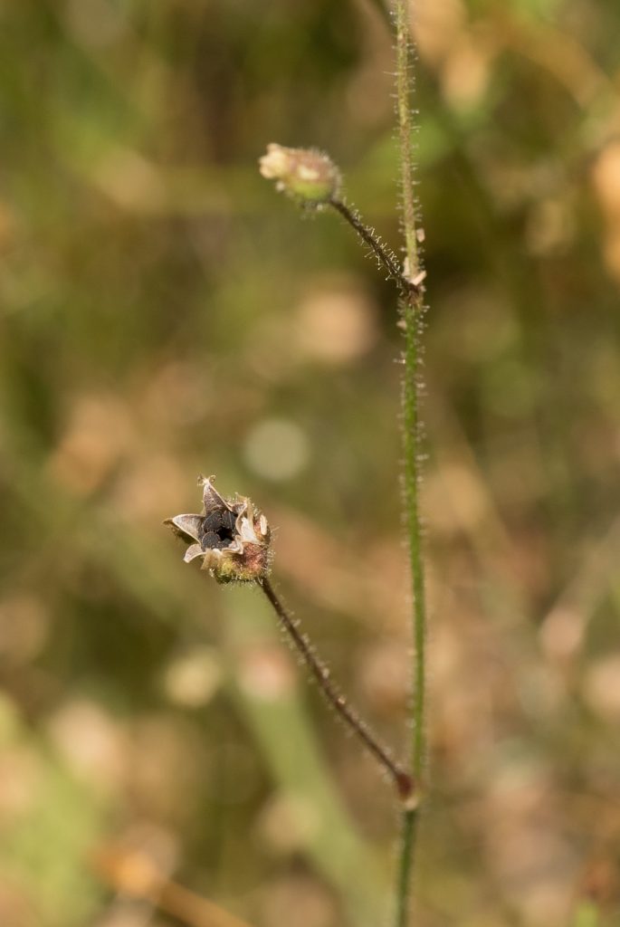 Bayerische KulturLandStiftung