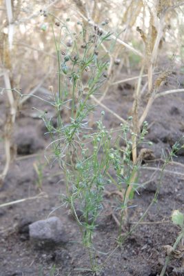 Ackerwildkraut des Monats – Oktober 2025