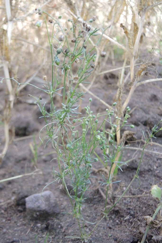 Vielfalt für Sand- und Kalkscherbenäcker im Landkreis Roth