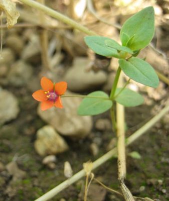 Ackerwildkraut des Monats – Dezember 2025