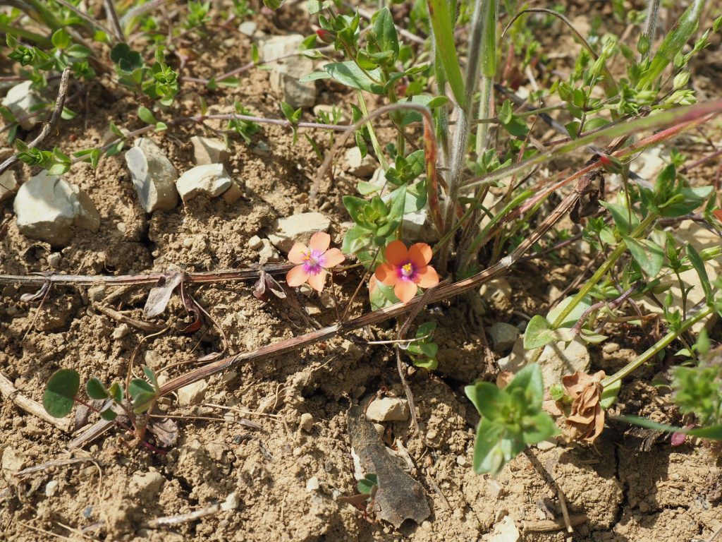 Bayerische KulturLandStiftung