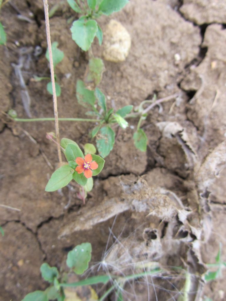 Bayerische KulturLandStiftung