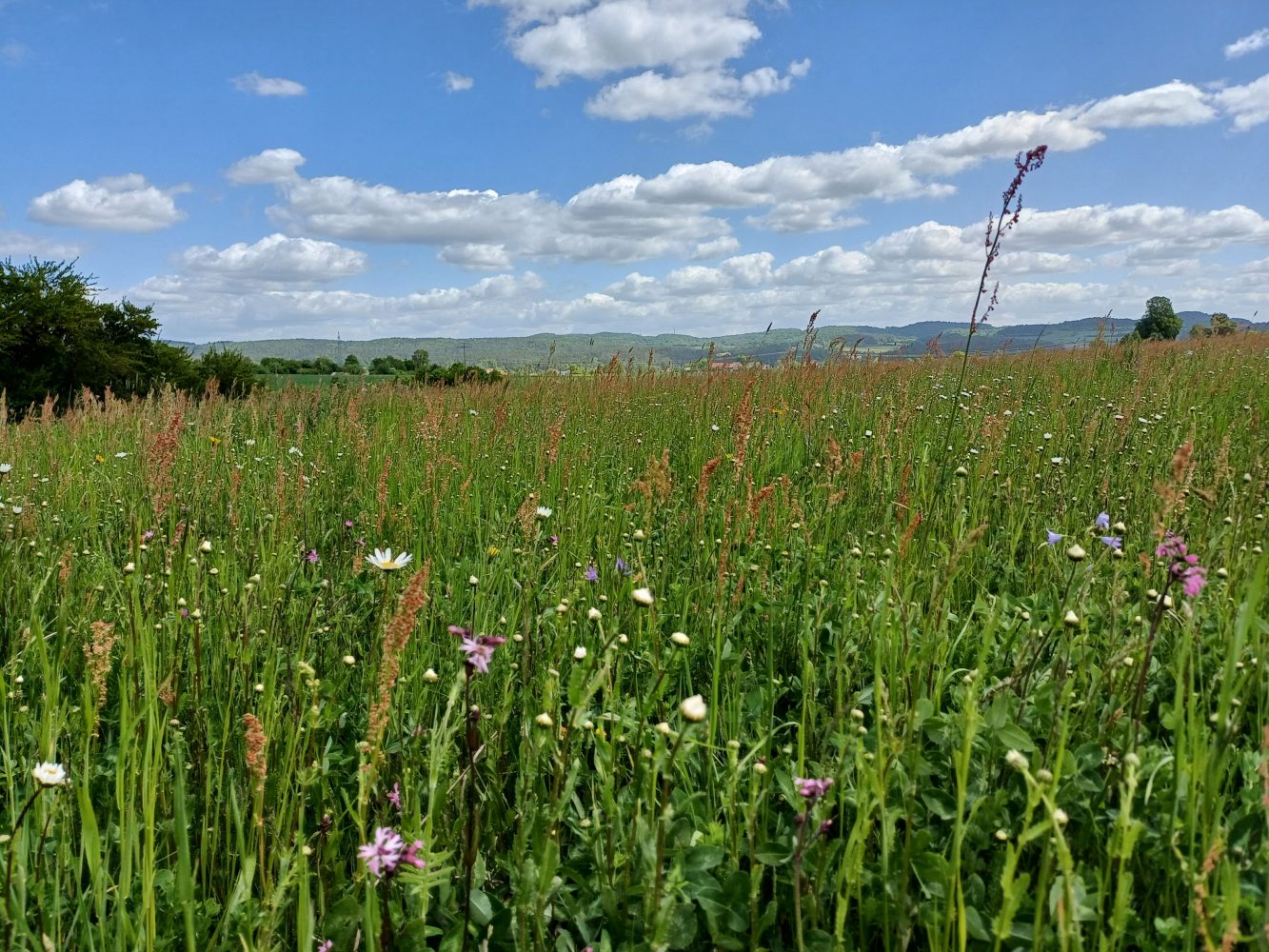 Header-Hintergrundbild