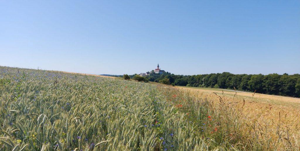 Neues Feldflorareservat in Andechs