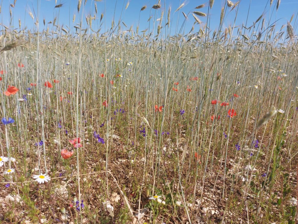 Artikel über die Segetalvegetation am Pfleimberg erschienen