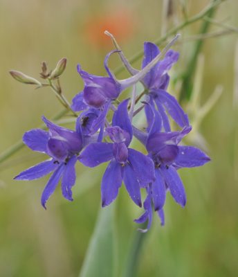 Ackerwildkraut des Monats – Januar 2026