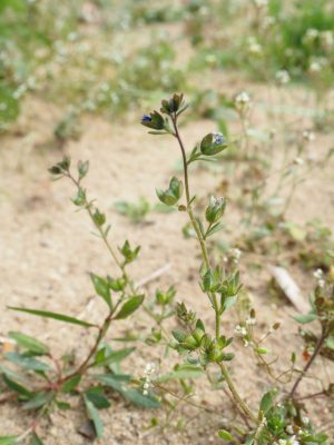 Ackerwildkraut des Monats – März 2026