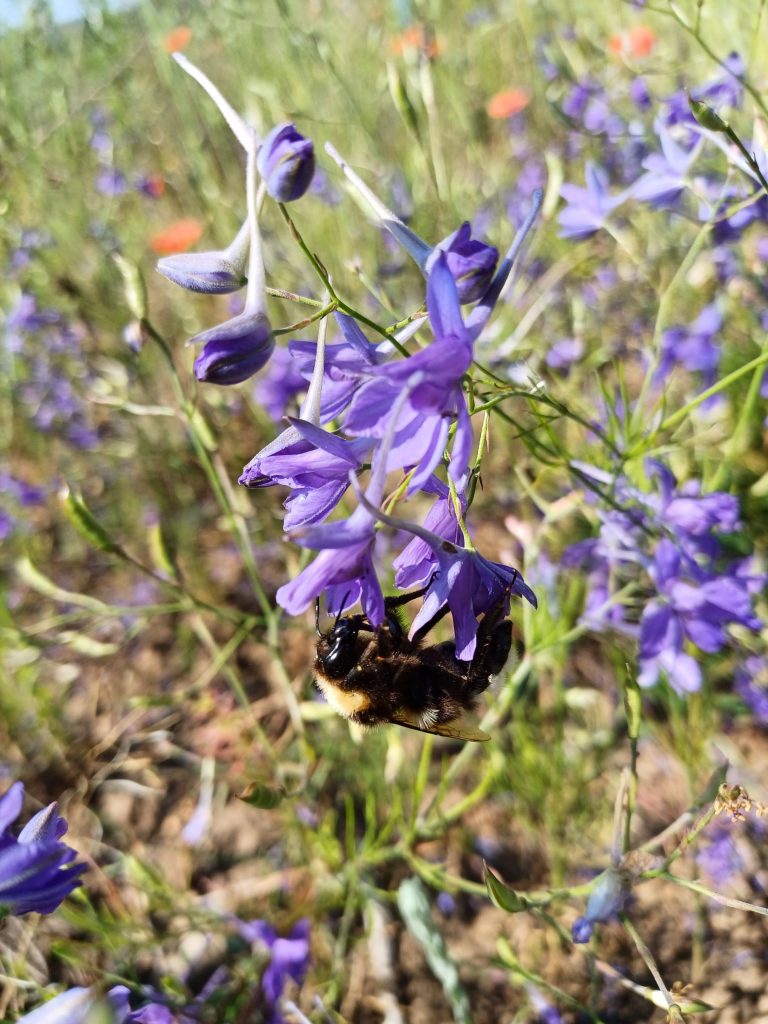 Bayerische KulturLandStiftung