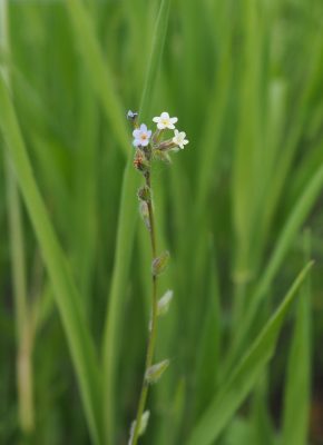 Ackerwildkraut des Monats – April 2026