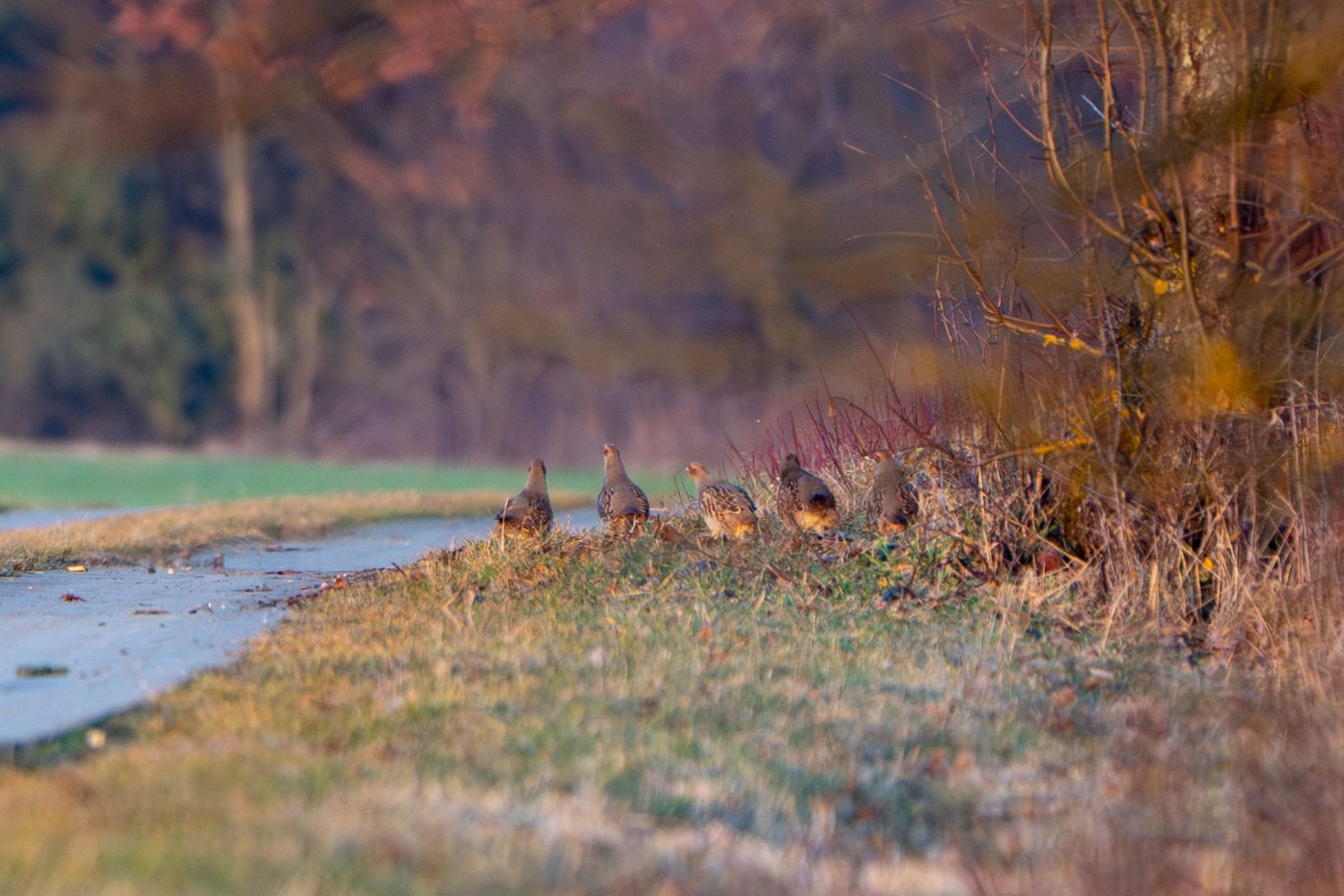 Header-Karussell-Hintergrundbild