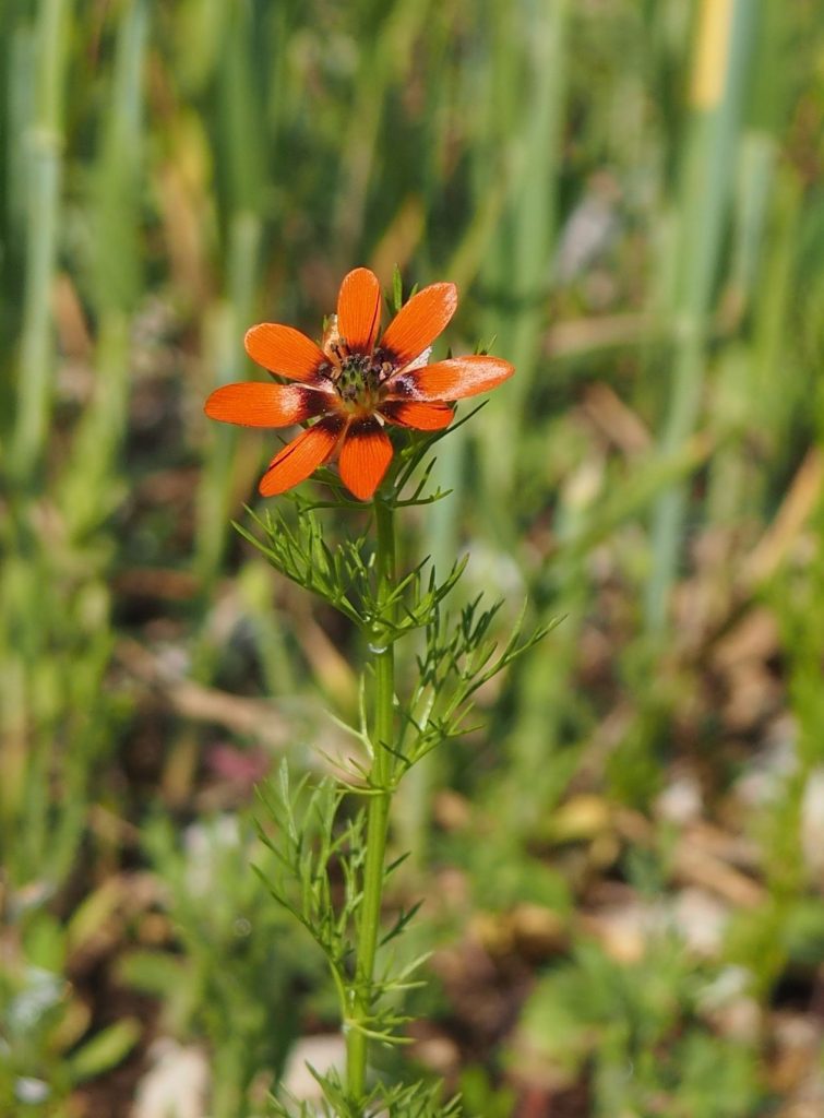 Ackerwildkraut des Monats – Mai 2026