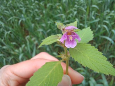 Ackerwildkraut des Monats – Juli 2026