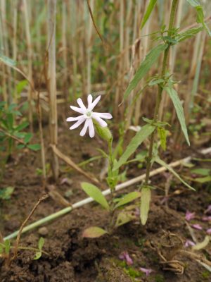 Ackerwildkraut des Monats – August 2026