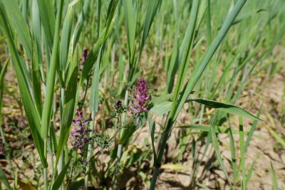 Ackerwildkraut des Monats – Oktober 2026